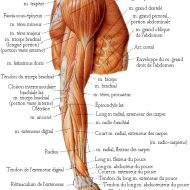 Muscle bras anatomie