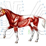 Muscle cheval