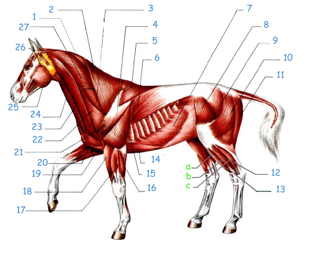 muscle cheval