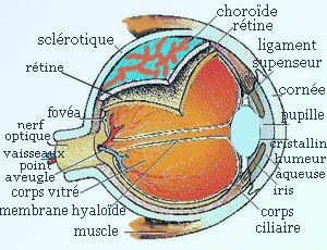 muscle ciliaire