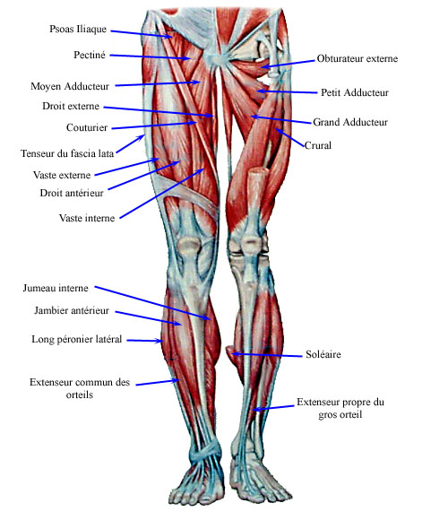 muscle cuisse anatomie