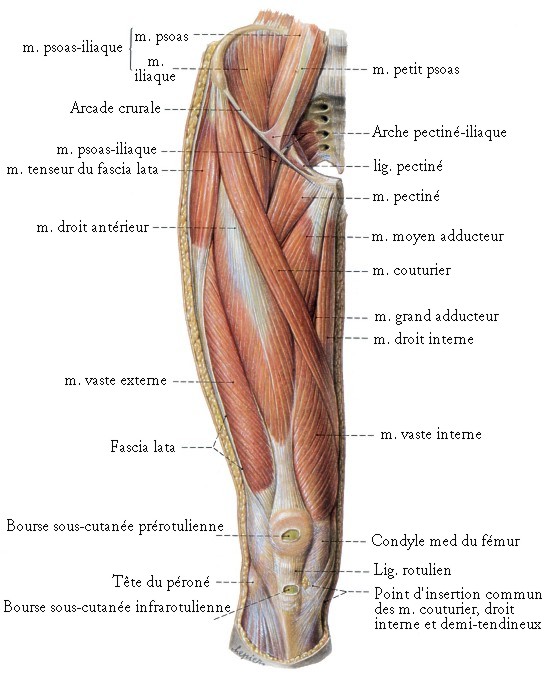 muscle cuisse