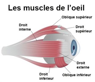 muscle de l oeil