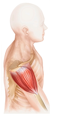 muscle deltoide