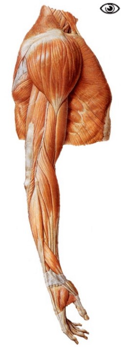 muscle des bras