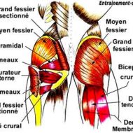 Muscle des fesses