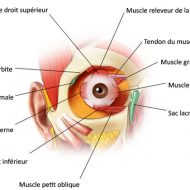 Muscle des yeux