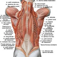 Muscle dos anatomie