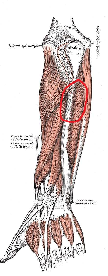 muscle du bras douloureux
