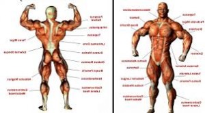 muscle du corps musculation