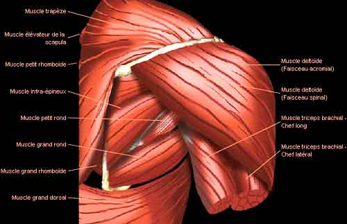 muscle épaule anatomie
