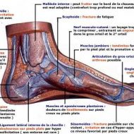 Muscle et tendon du pied