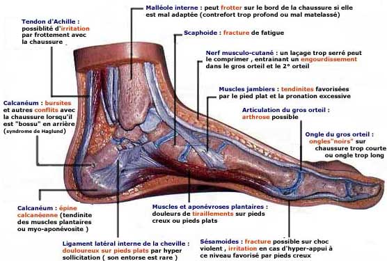 muscle et tendon du pied