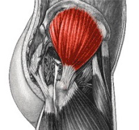 muscle fessier anatomie