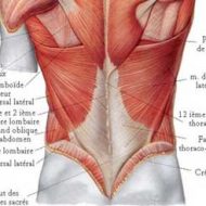 Muscle lombaire anatomie