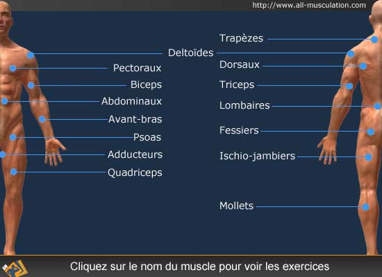 muscle musculation