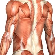 Muscle pain treatment