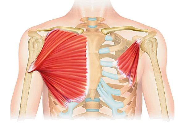 muscle pectoraux