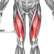 Muscle quadriceps