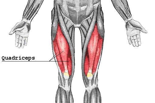 muscle quadriceps