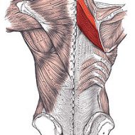 Muscle rhomboïde