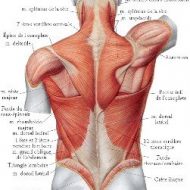 Muscle rhomboïde douleur