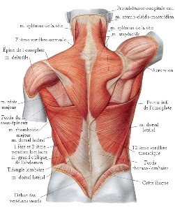 muscle rhomboïde douleur