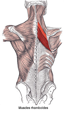 muscle rhomboïde