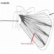 Muscle sous scapulaire