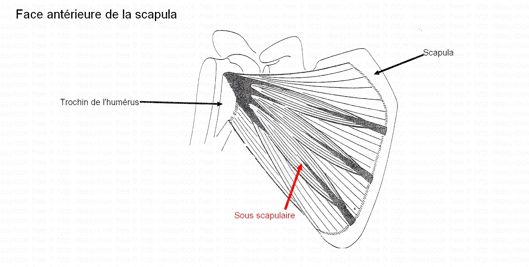 muscle sous scapulaire