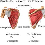 Muscle subscapulaire