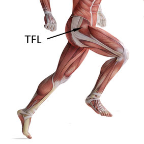 muscle tfl