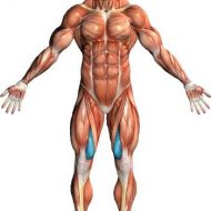 Muscle vaste interne