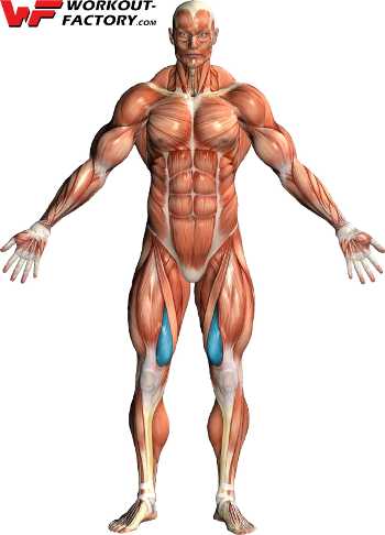 muscle vaste interne