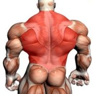 Muscler dos