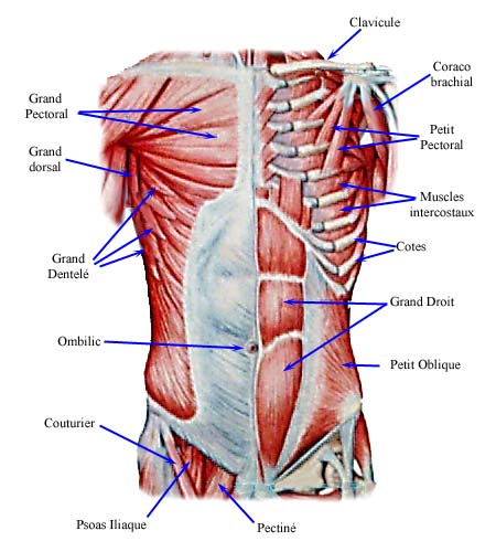 muscles abdominaux anatomie