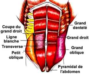 muscles abdominaux douleurs