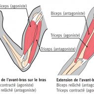 Muscles antagonistes