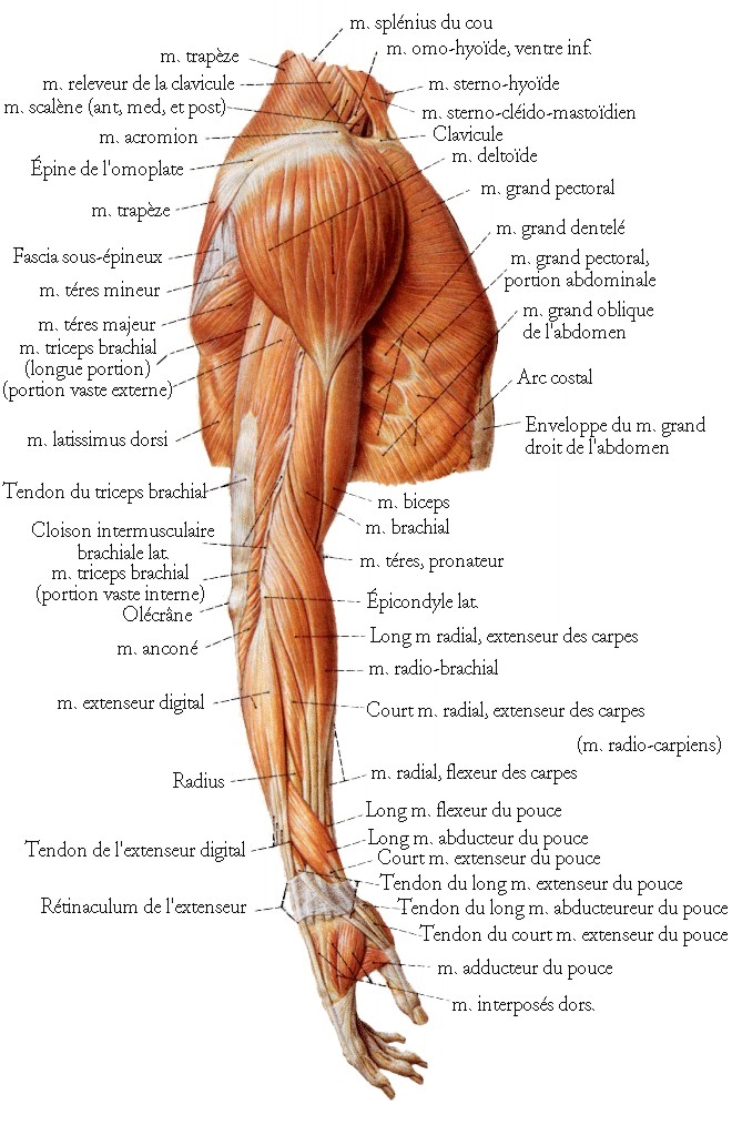muscles bras anatomie