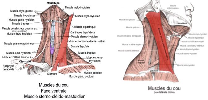 muscles cervicaux