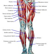 Muscles cuisse anatomie