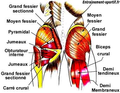 muscles des fesses