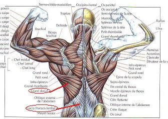 muscles du bas du dos