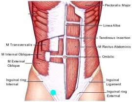 muscles du bas ventre
