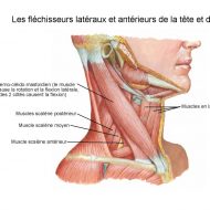 Muscles du cou