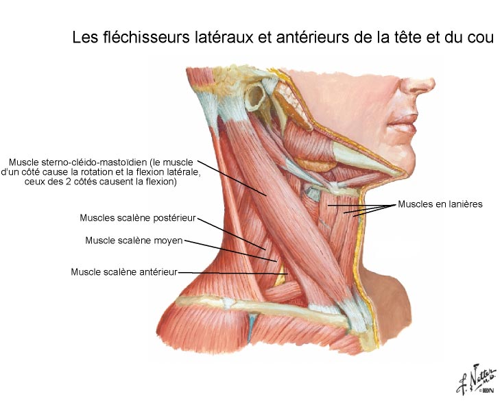 muscles du cou