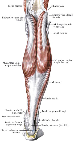 muscles du mollet