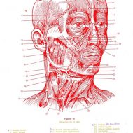 Muscles du visage