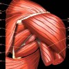 Muscles épaule anatomie