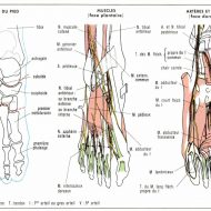 Muscles et tendons du pied